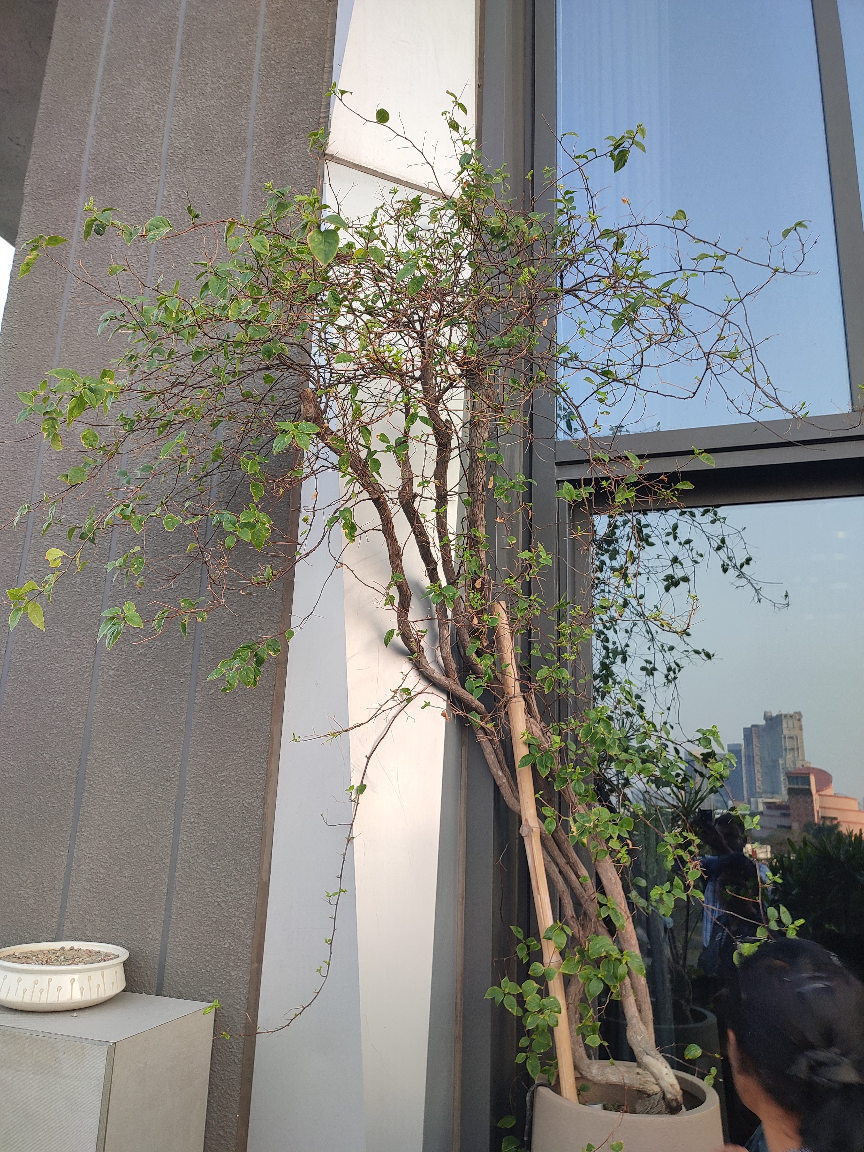 Upper terrace — Bougainvillea reaching along the parapet