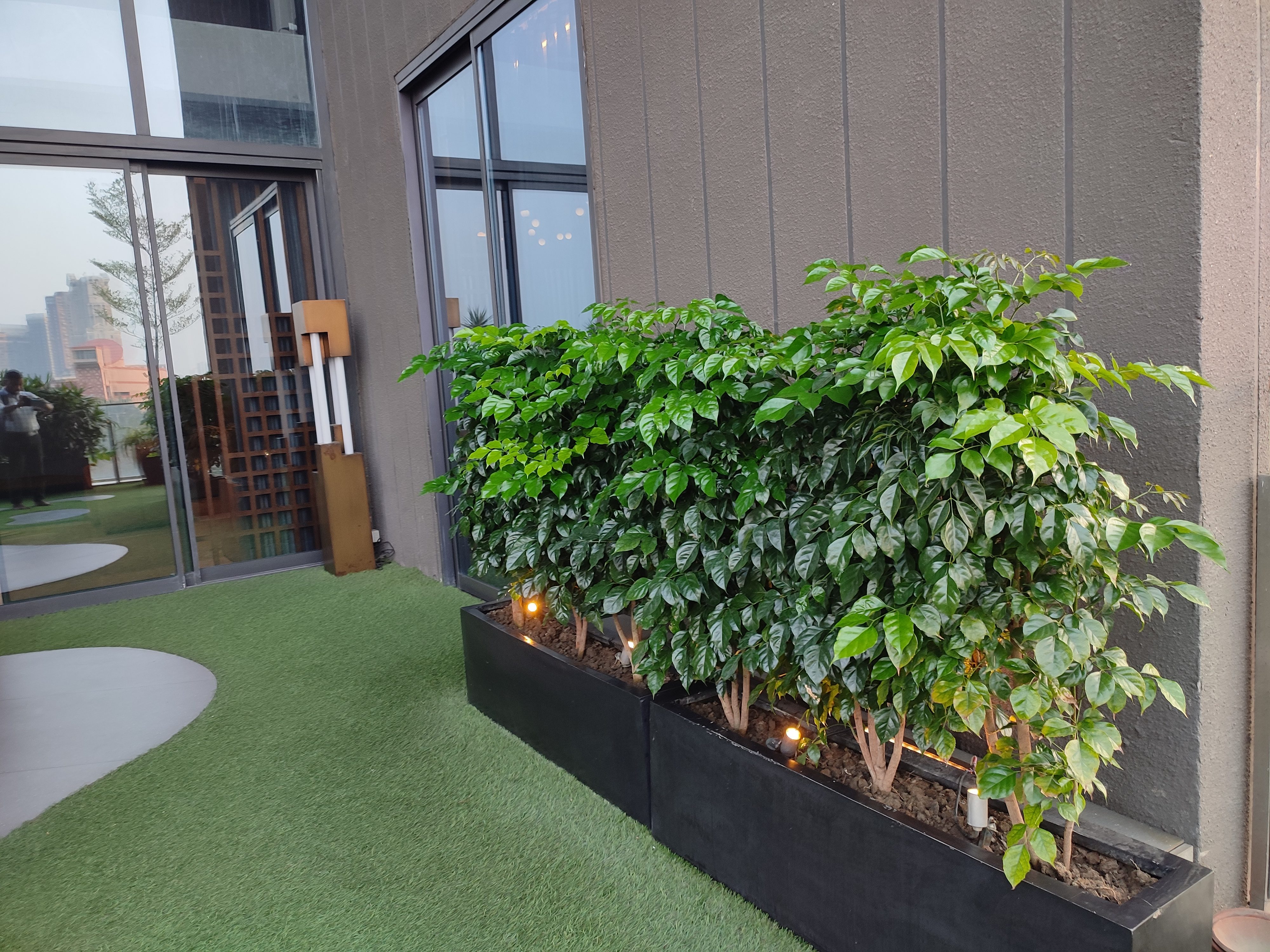 Coffee plant hedge wall with LED uplights on the terrace