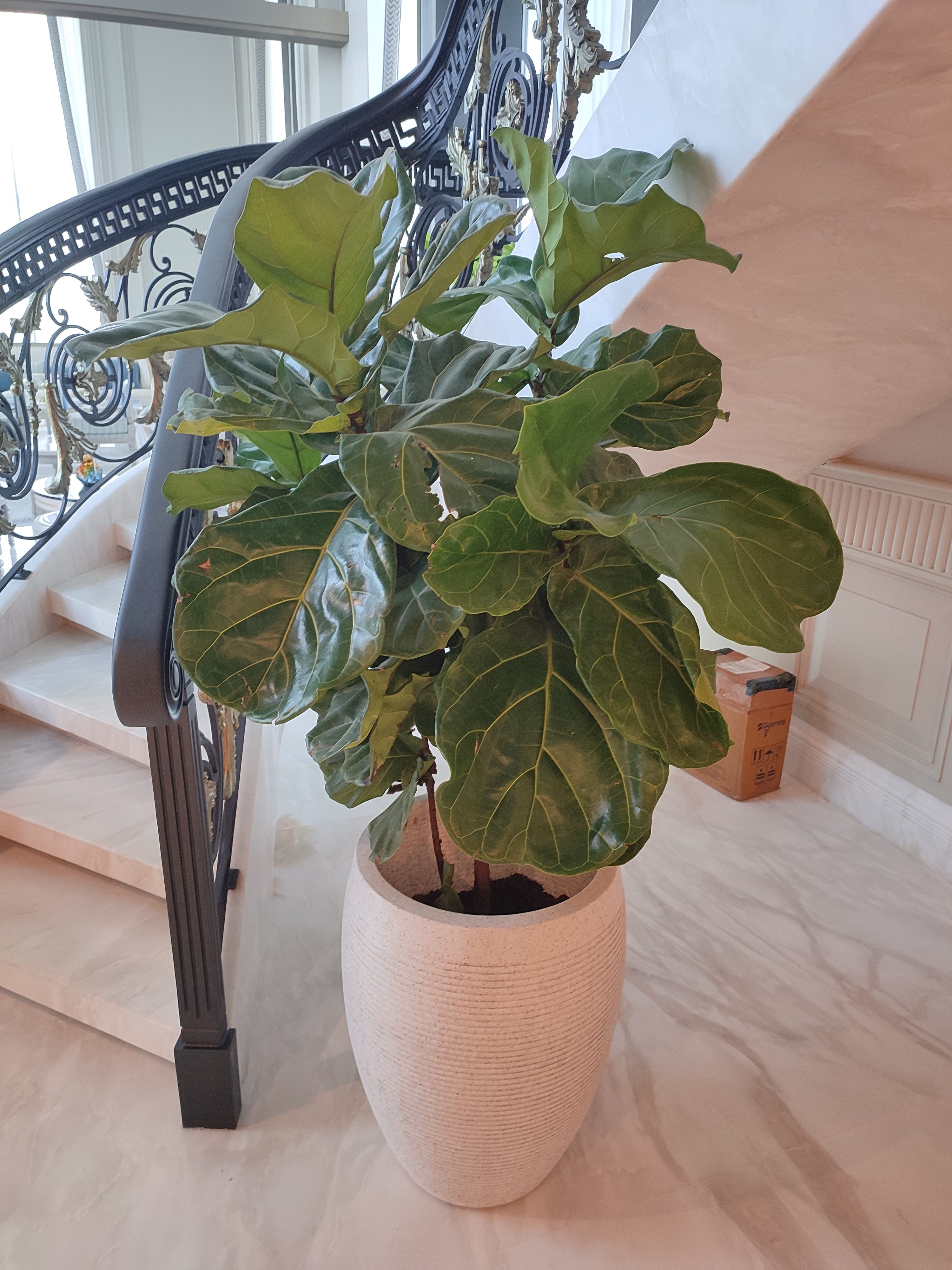 Entrance hall — Fiddle Leaf Fig in premium ceramic beside the ornate gold staircase