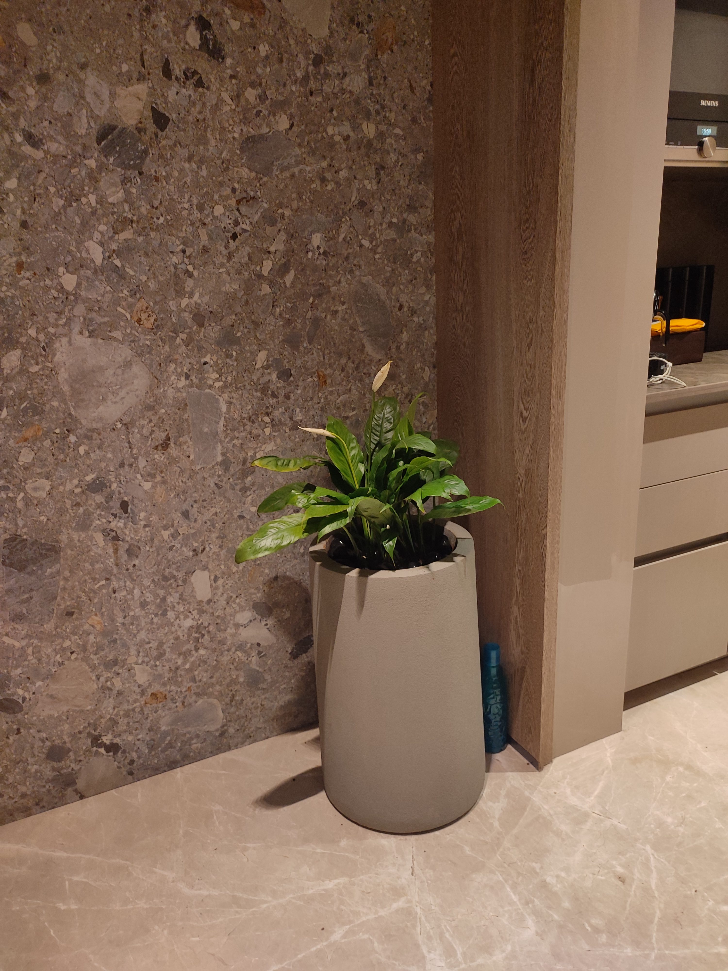 Kitchen corner — compact Philodendron