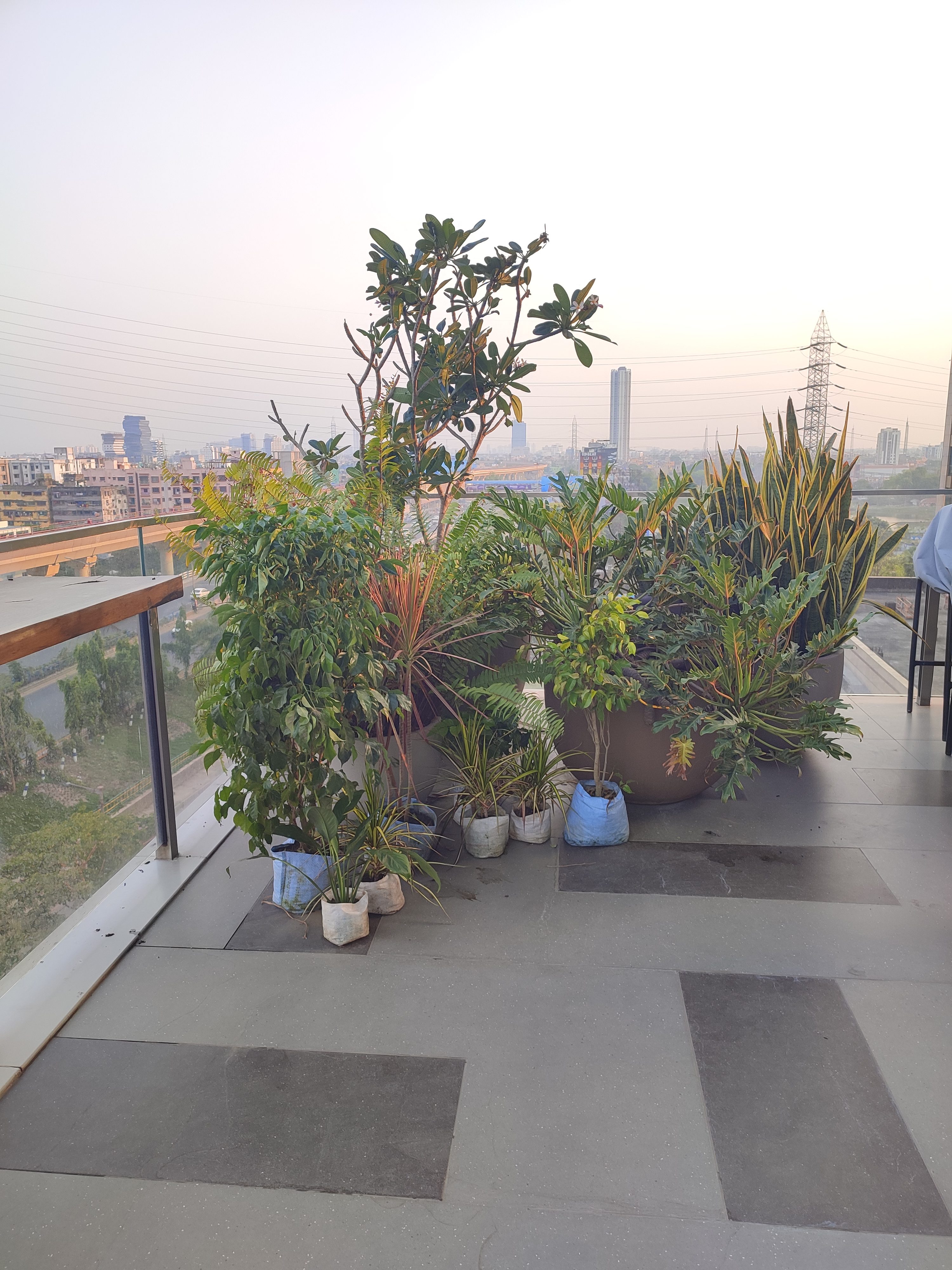 Master balcony — Plumeria, Areca Palm, Monstera cluster