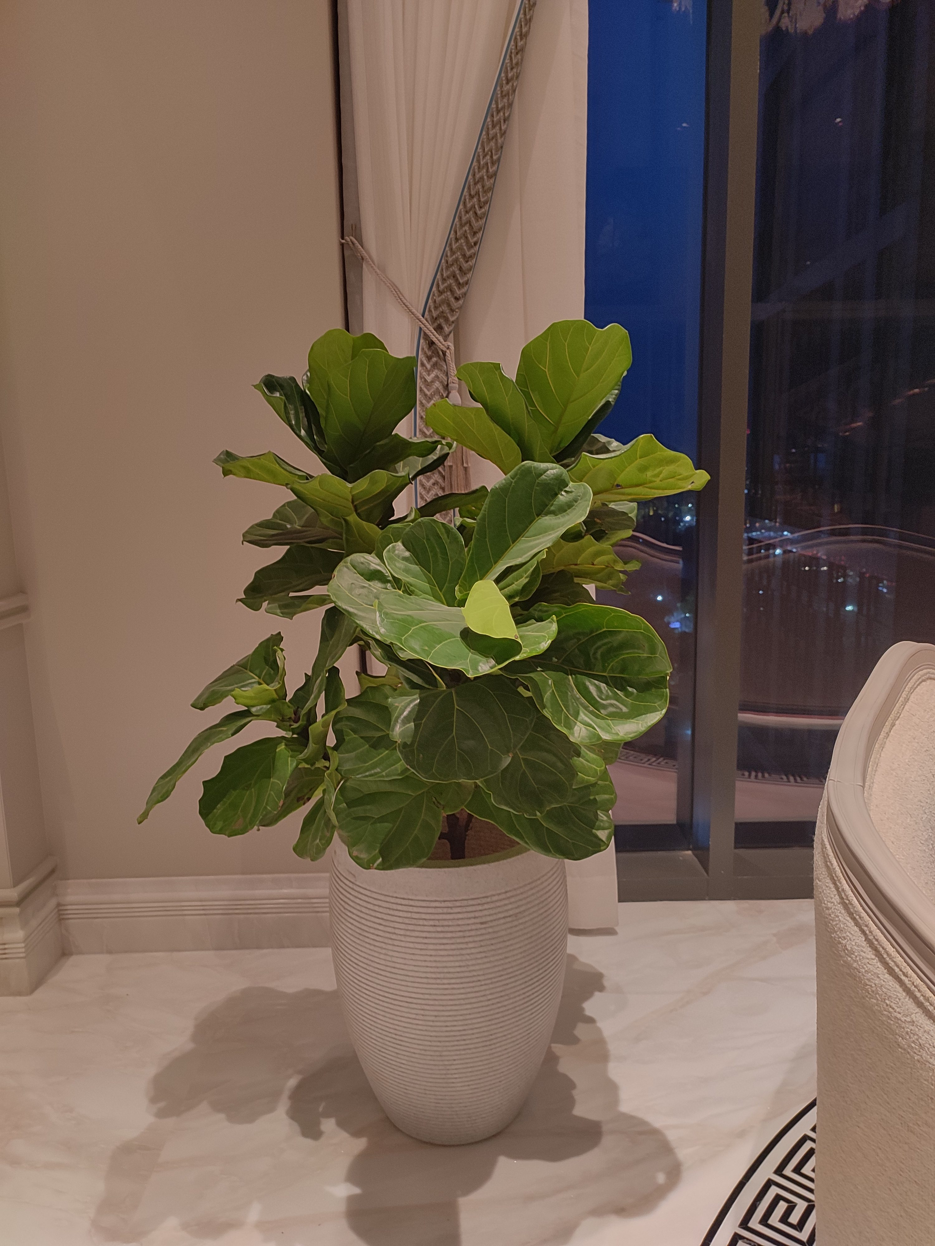 Master suite — Fiddle Leaf Fig by floor-to-ceiling window at night