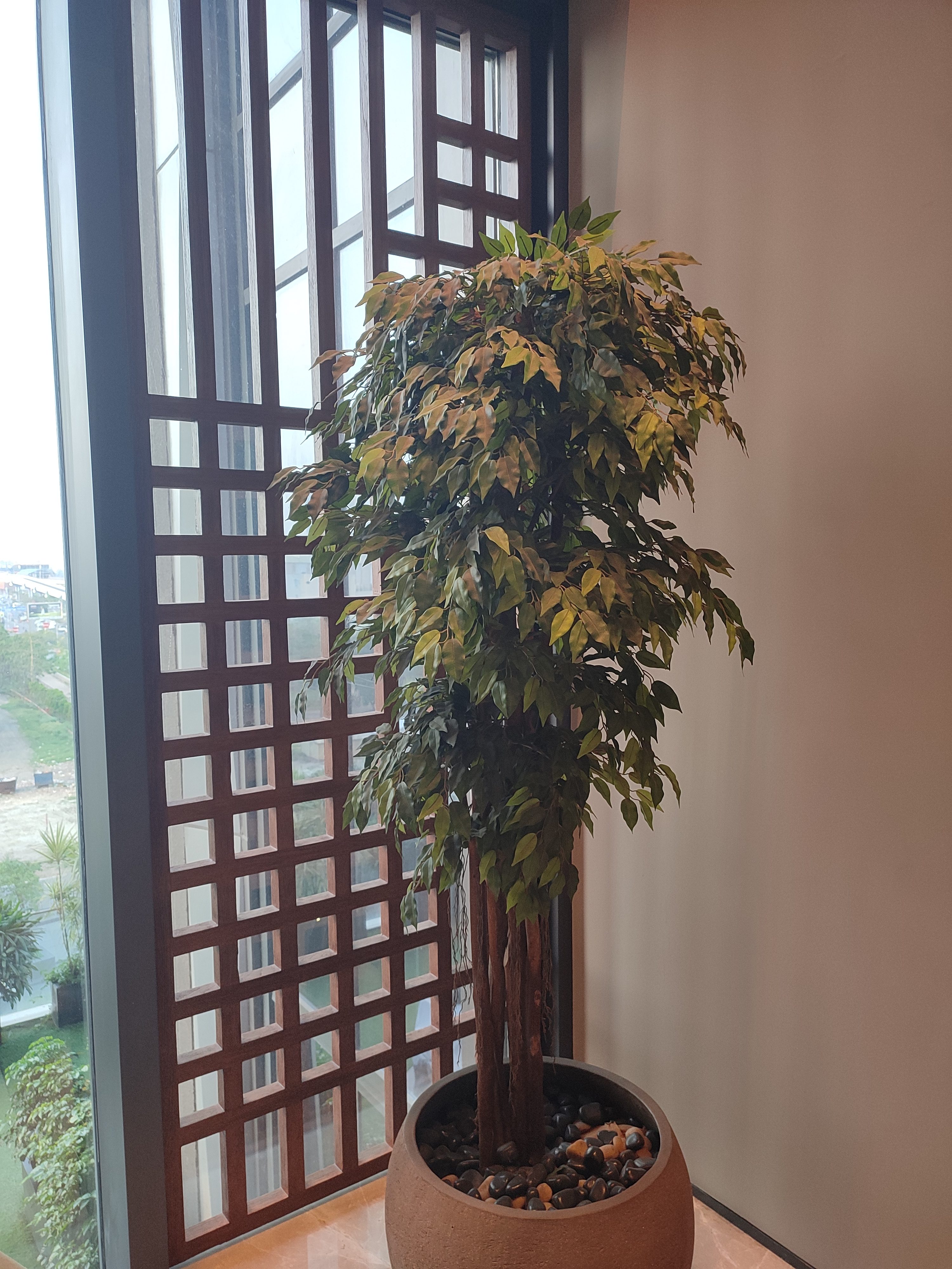 Study — Weeping Fig against the jali screen