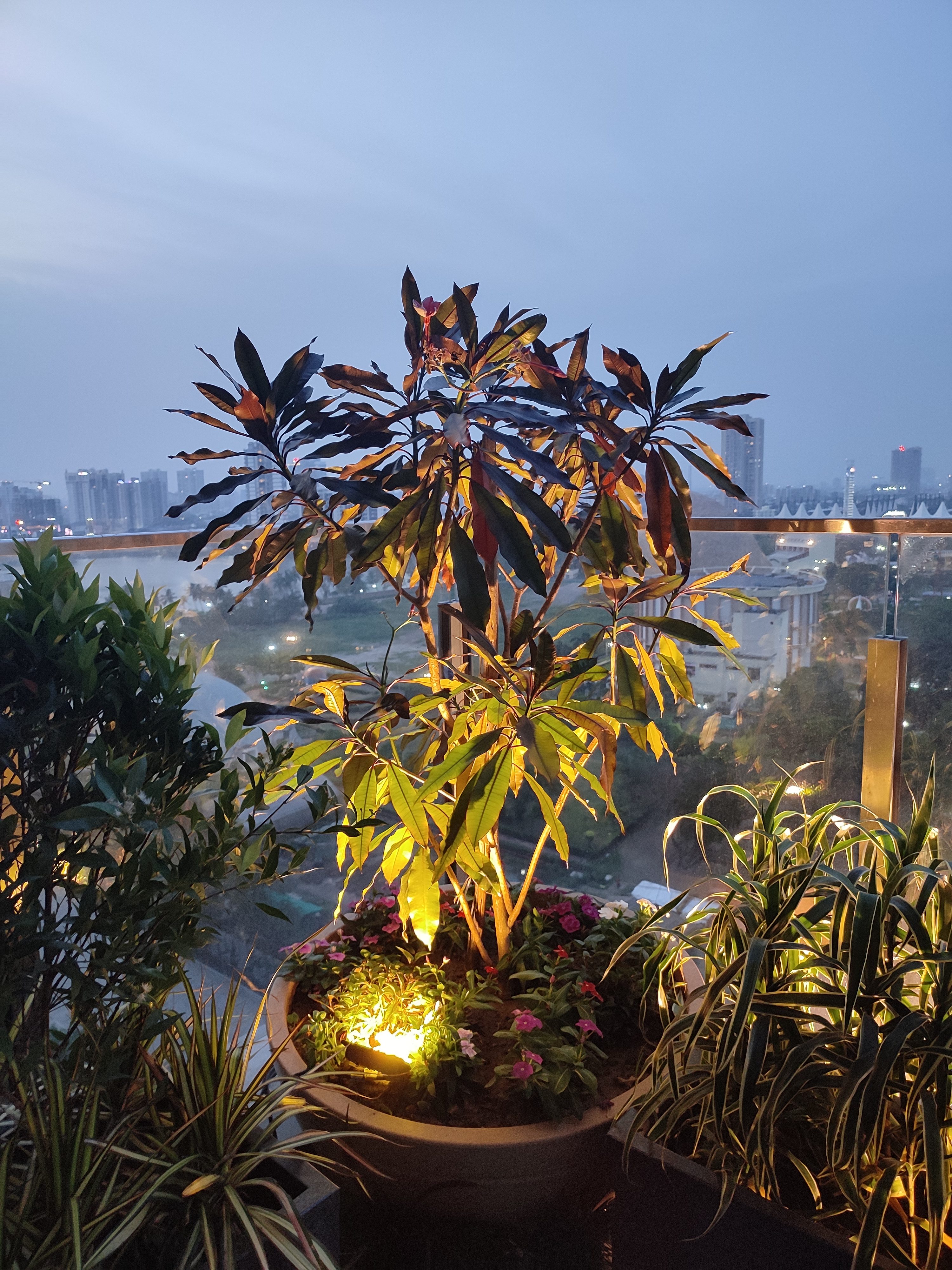 Terrace corner — Croton detail with LED uplights at dusk